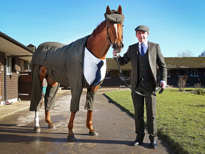 Horse in a suit.