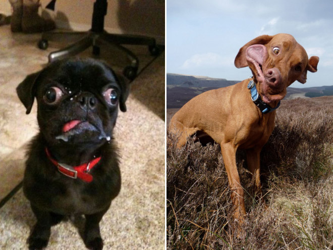 Really unflattering dog photos.
