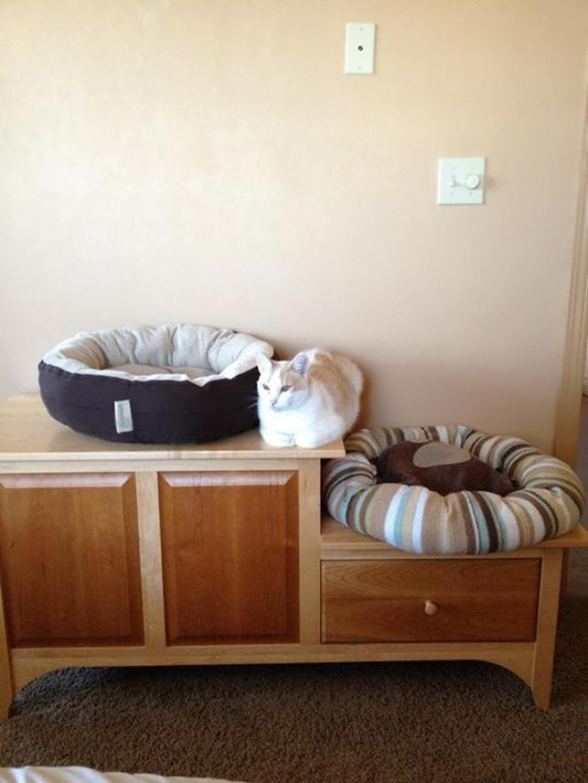 Some cats will sleep anywhere but their bed.