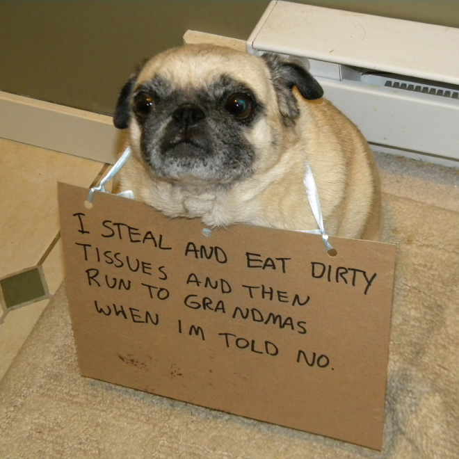 Dog shaming.