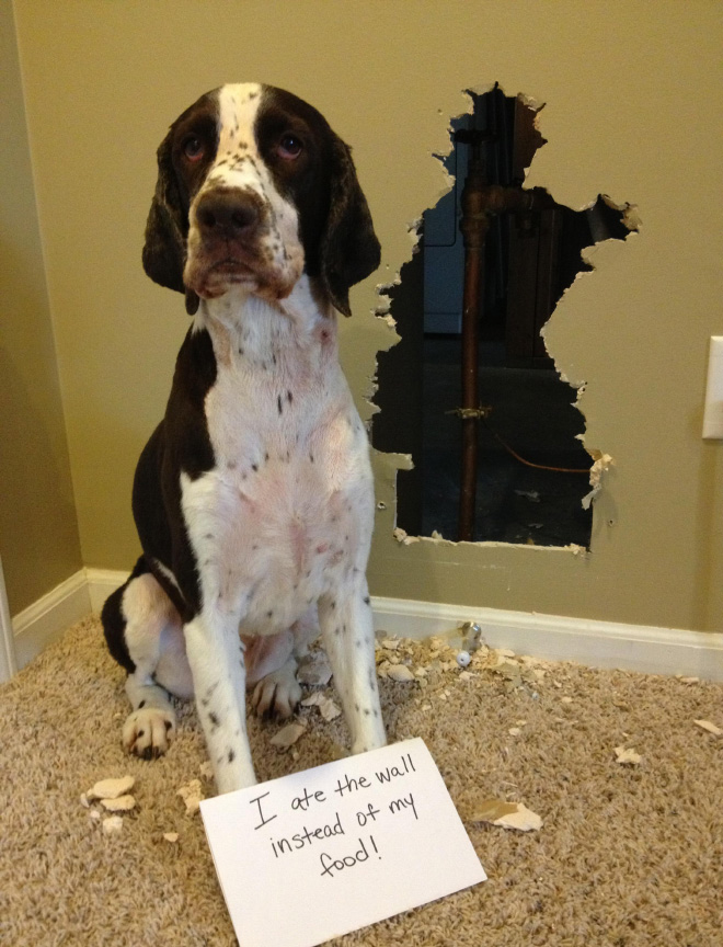 Dog shaming.