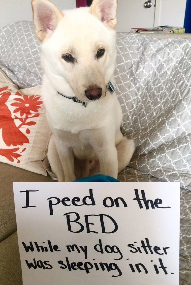 Dog shaming.