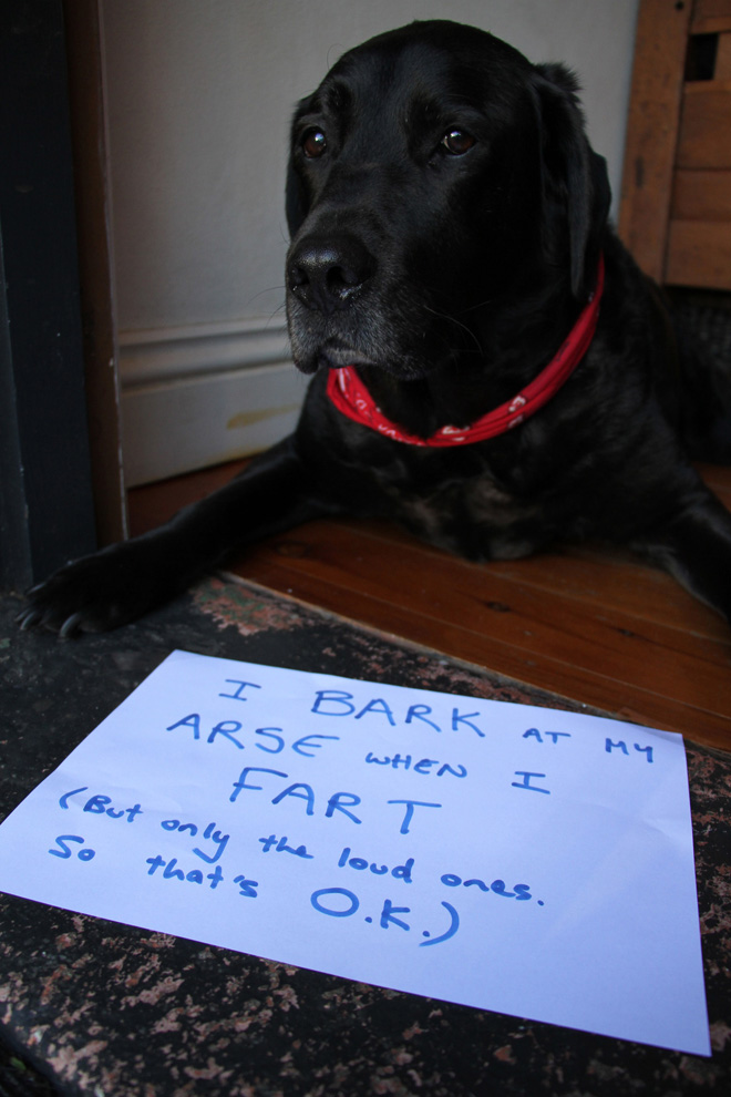 Dog shaming.