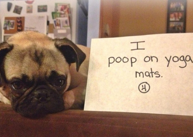 Dog shaming.