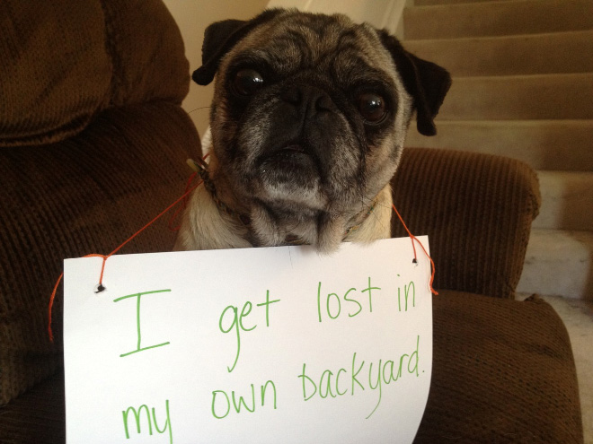 Dog shaming.