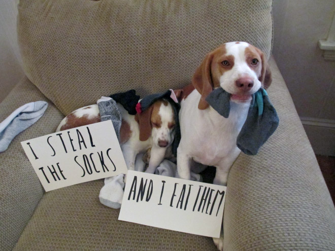 Dog shaming.