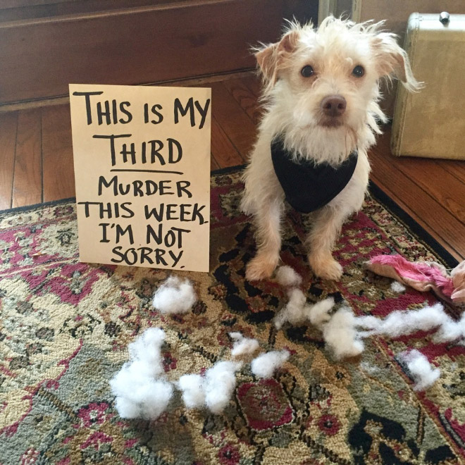 Dog shaming.