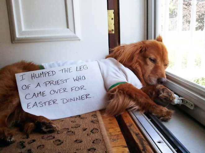 Dog shaming.