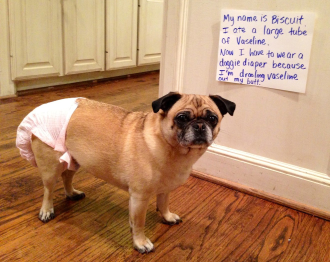 Dog shaming.