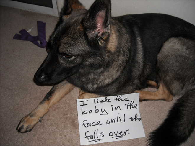 Dog shaming.