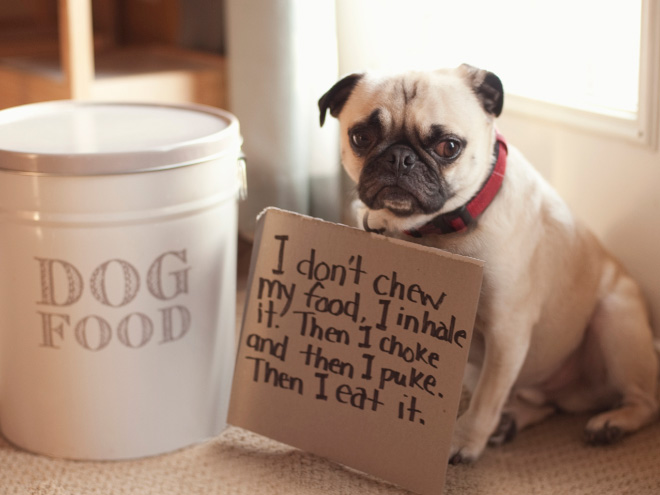 Dog shaming.