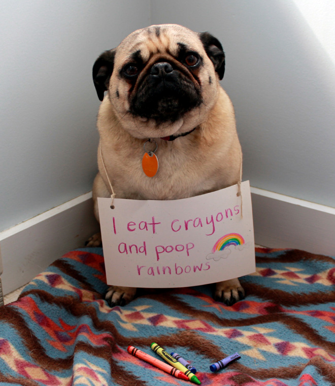 Dog shaming.