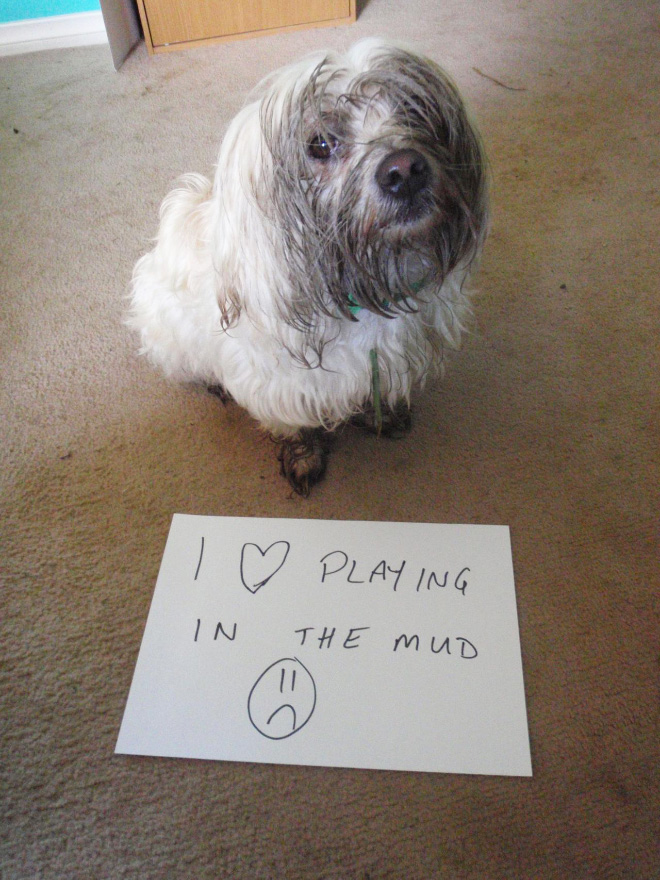 Dog shaming.