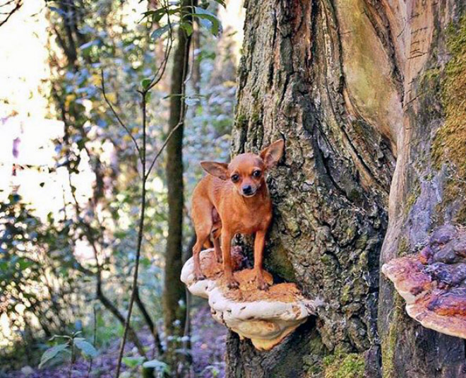 Dog on mushroom.