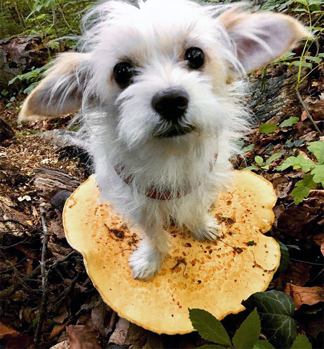 Dog on mushroom.