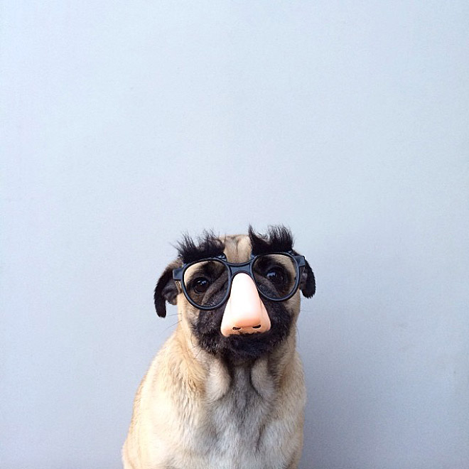 Funny pug portrait.
