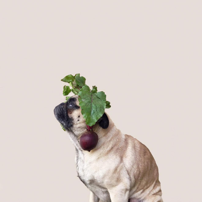 Funny pug portrait.