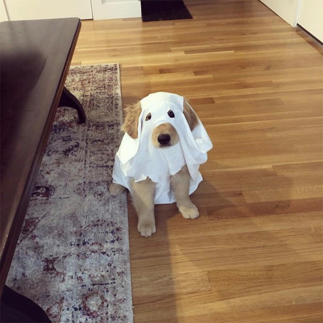 Ghost dog.