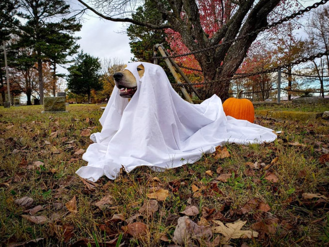 Ghost dogs are terrifying!