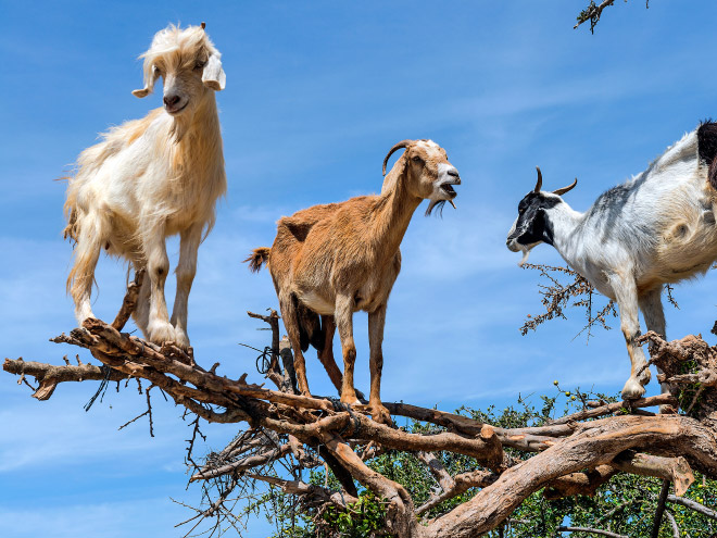 Goats in trees.