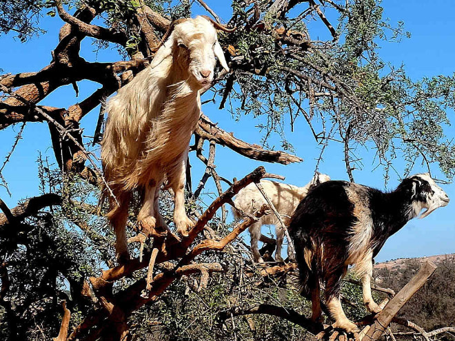 Goats in trees.