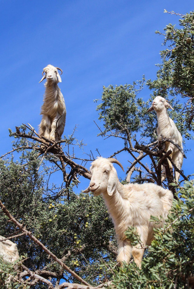 Goats in trees.