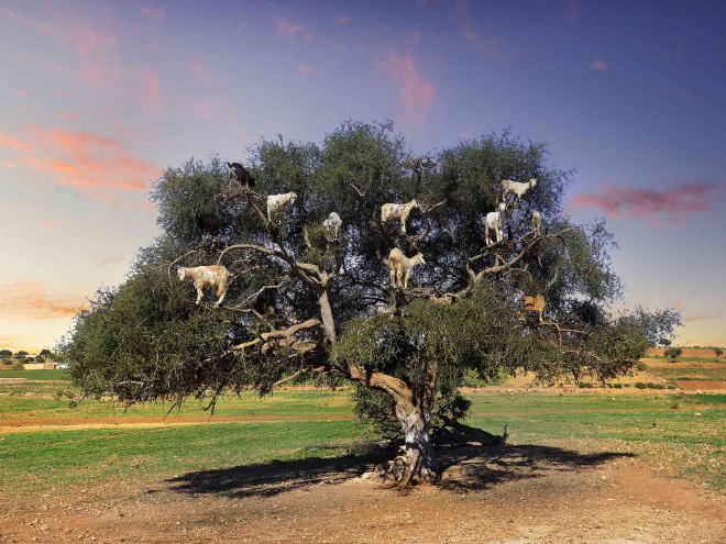 Goats in trees.