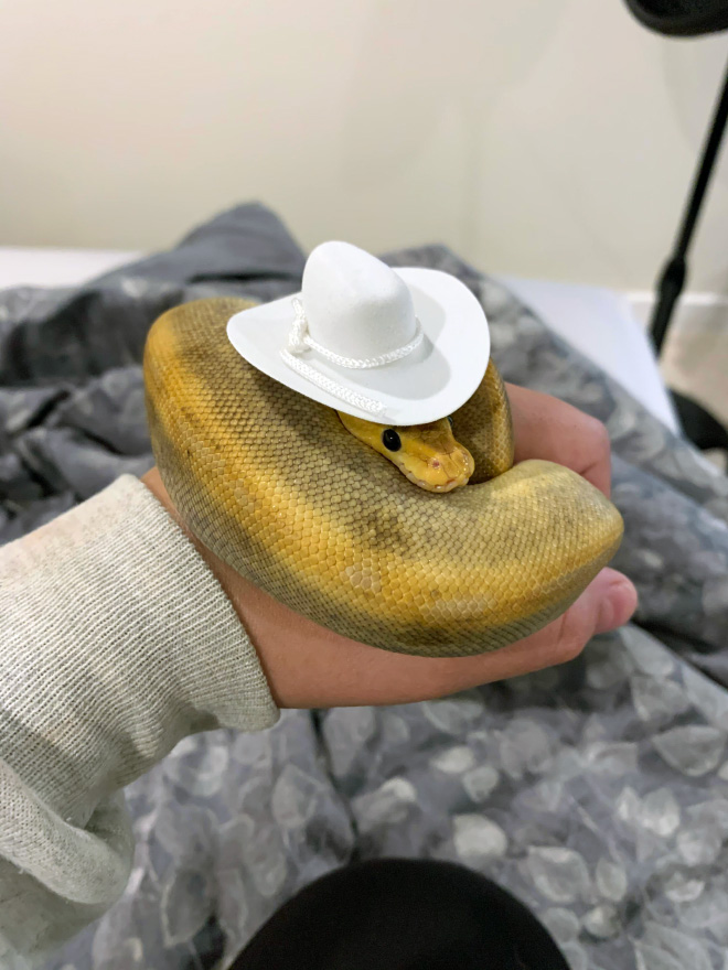 Snake in hat.