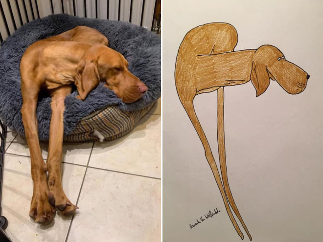 Hilariously terrible pet drawing.