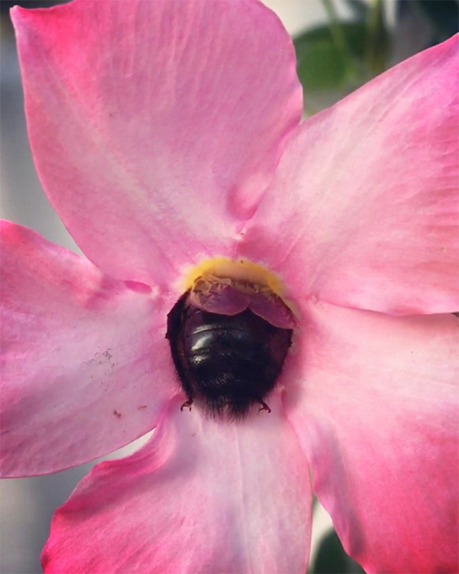 Beautiful bumblebee butt.