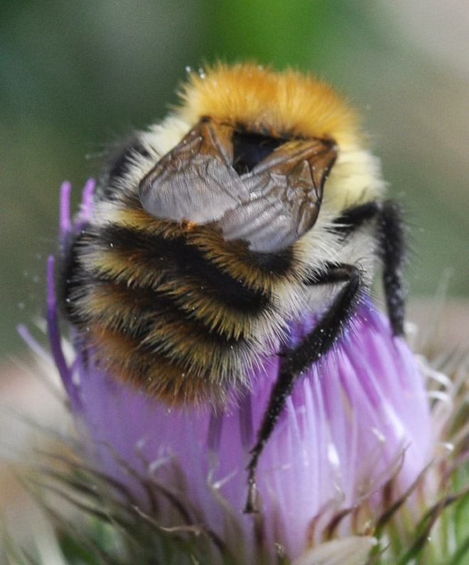 Beautiful bumblebee butt.