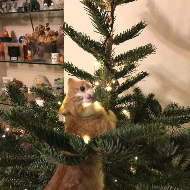 Cat vs. Christmas tree.