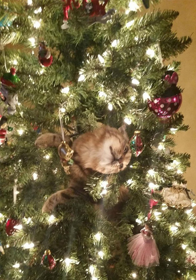 Cat vs. Christmas tree.