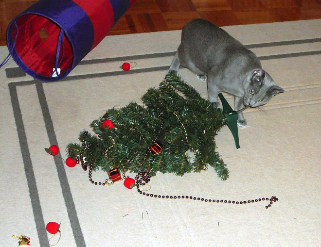 Cat vs. Christmas tree.