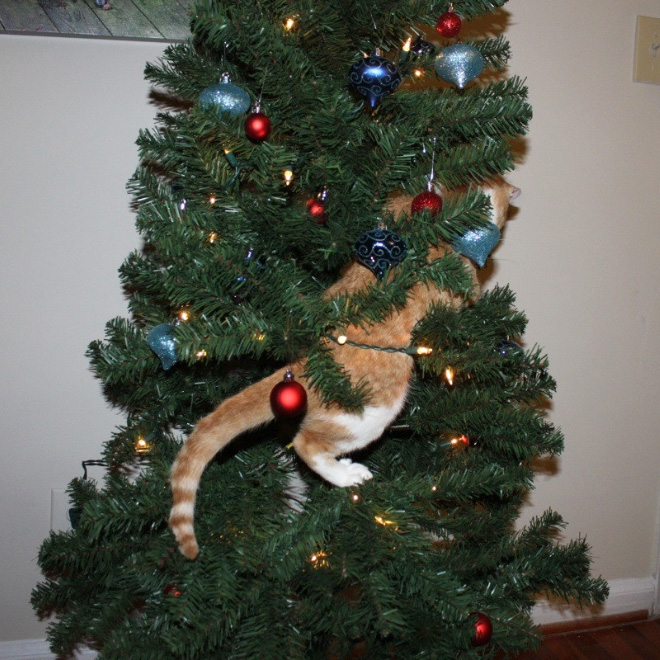 Cat vs. Christmas tree.