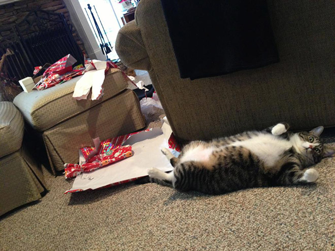 Cat vs. Christmas tree.