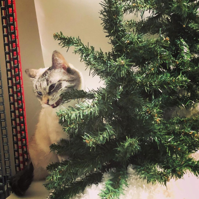 Cat vs. Christmas tree.