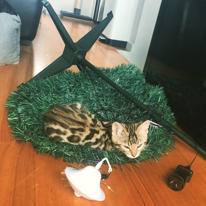 Cat vs. Christmas tree.