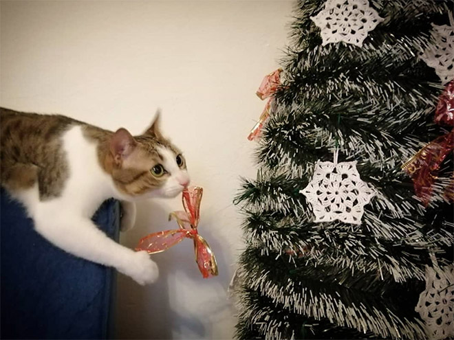 Cat vs. Christmas tree.