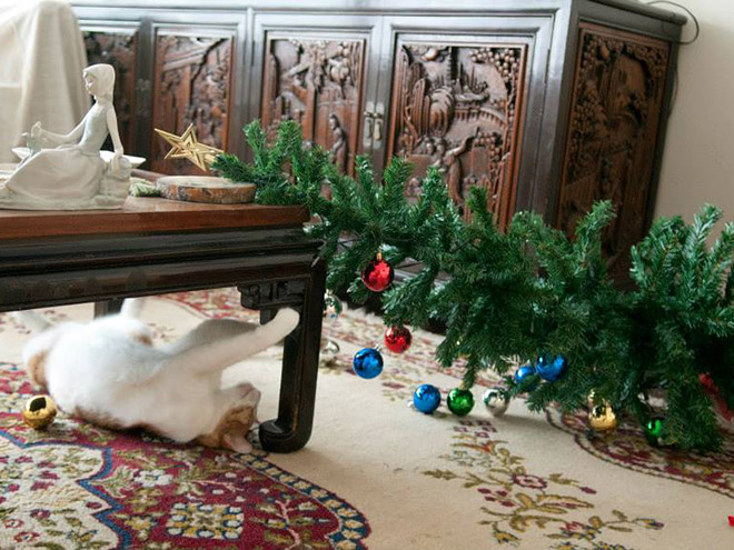 Cat vs. Christmas tree.