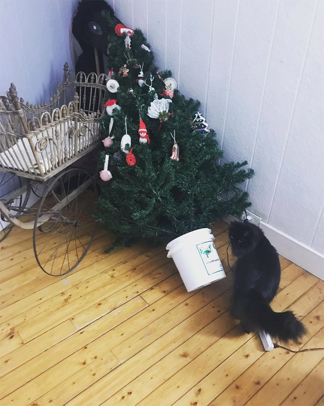 Cat vs. Christmas tree.