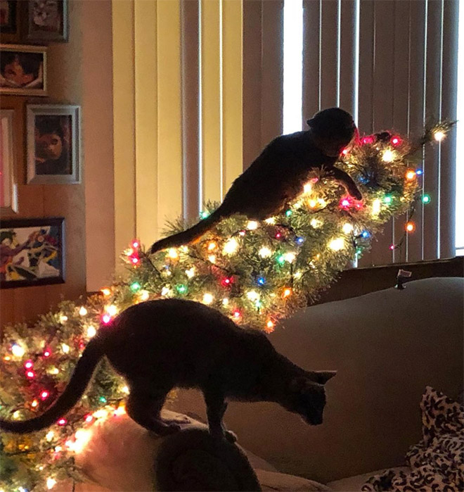 Cat vs. Christmas tree.