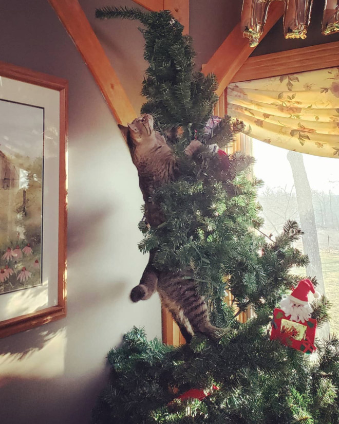 Cat vs. Christmas tree.