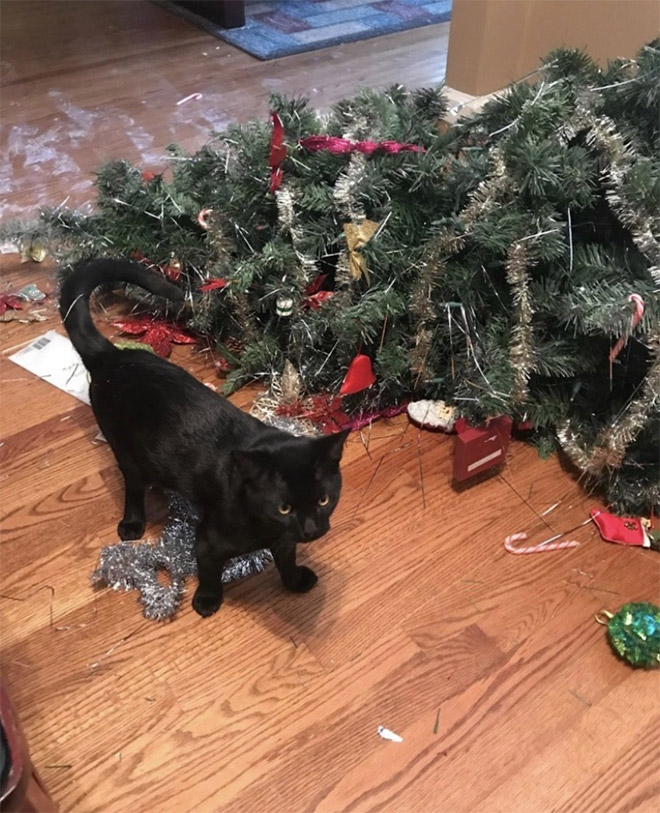 Cat vs. Christmas tree.