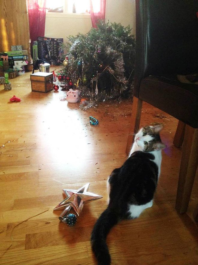 Cat vs. Christmas tree.