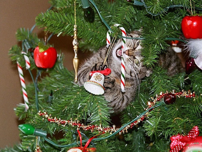 Cat vs. Christmas tree.