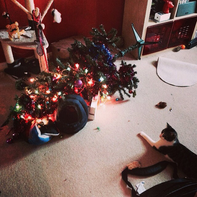 Cat vs. Christmas tree.