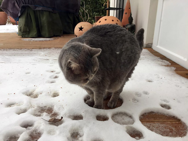 Cat meeting snow for the first time ever.