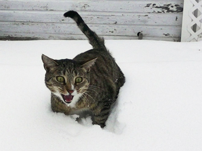 Cat meeting snow for the first time ever.