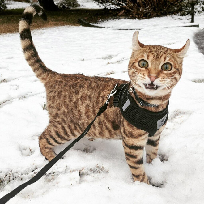 Cat meeting snow for the first time ever.